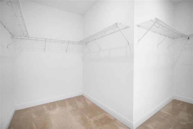 spacious closet featuring carpet floors