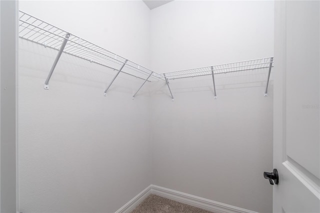 spacious closet featuring carpet flooring