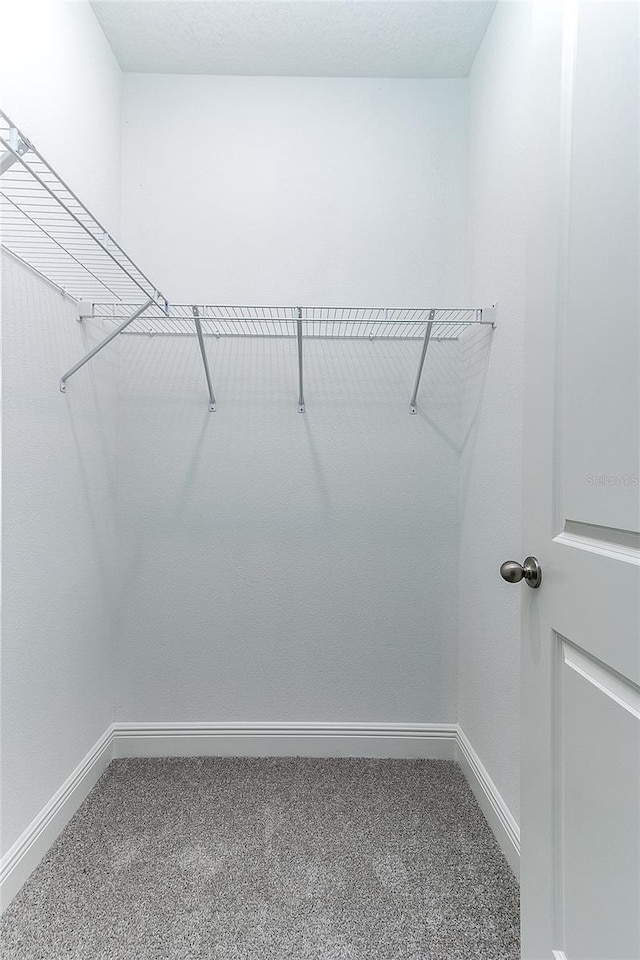 spacious closet featuring carpet flooring