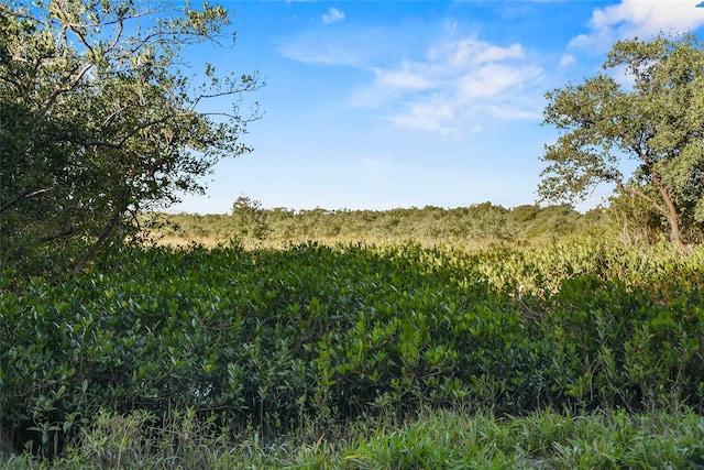 view of local wilderness