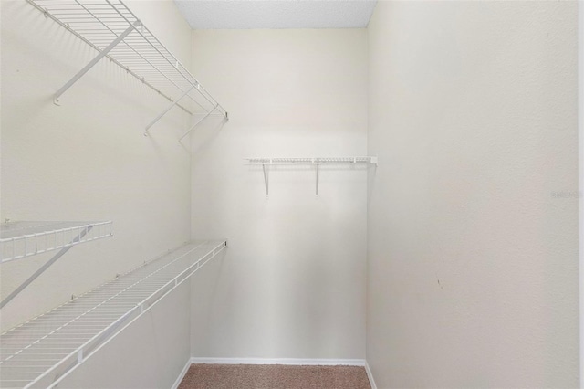 walk in closet with carpet floors