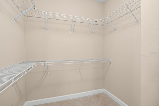 walk in closet with carpet flooring