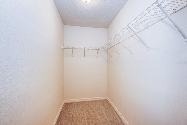 walk in closet featuring carpet floors