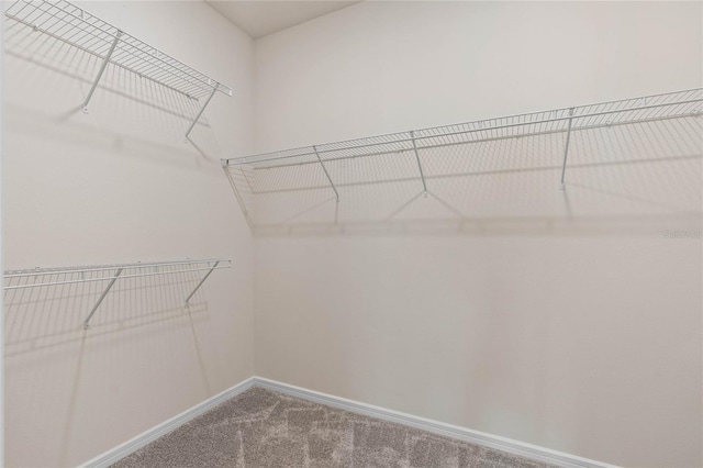 walk in closet featuring carpet flooring