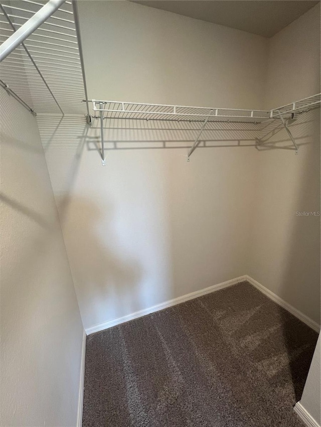 walk in closet featuring carpet floors