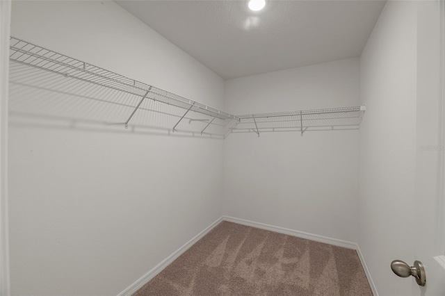 spacious closet with carpet