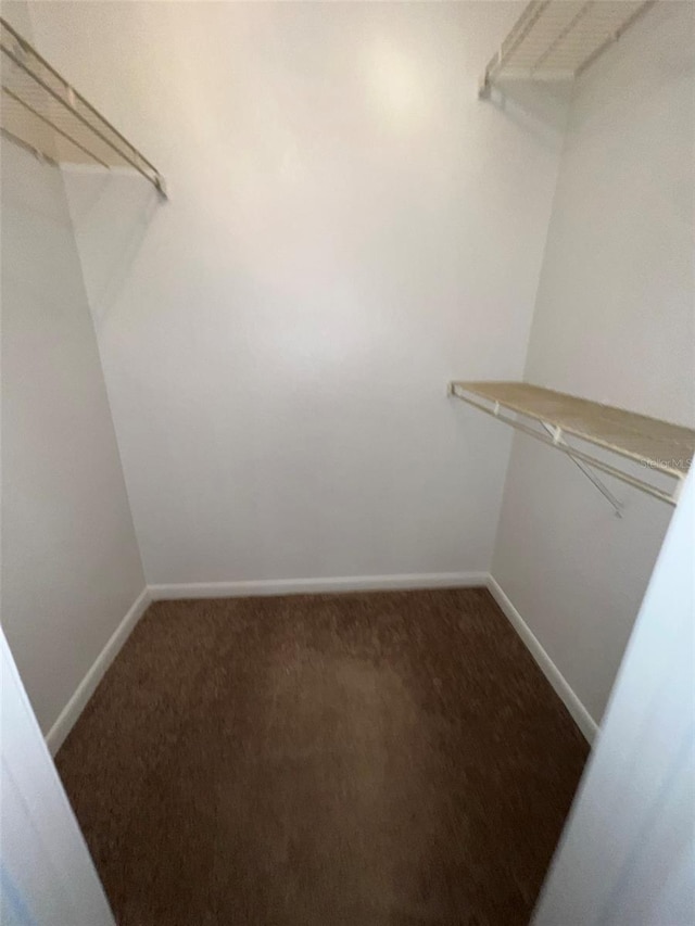 walk in closet featuring carpet floors