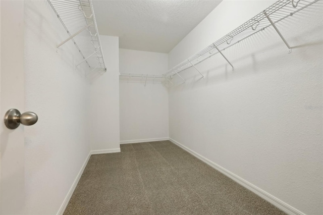 spacious closet with carpet flooring