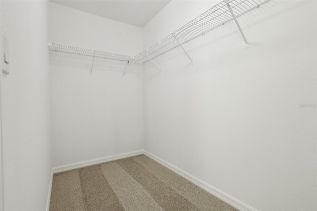 spacious closet featuring carpet floors