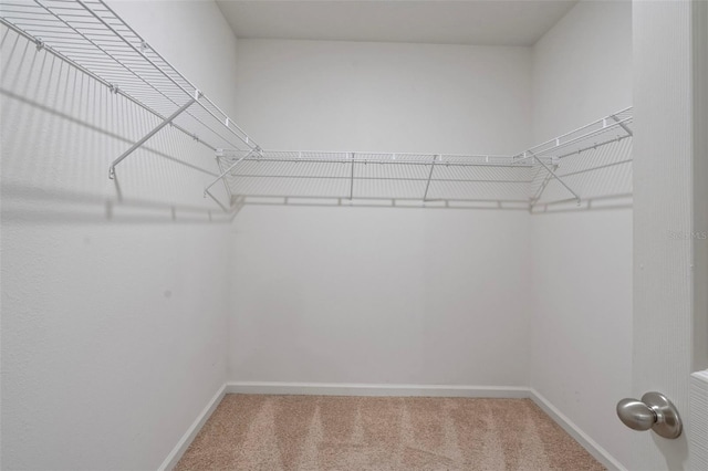 spacious closet featuring carpet