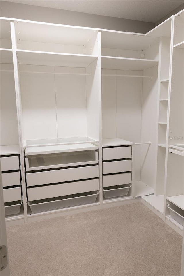 spacious closet featuring carpet floors