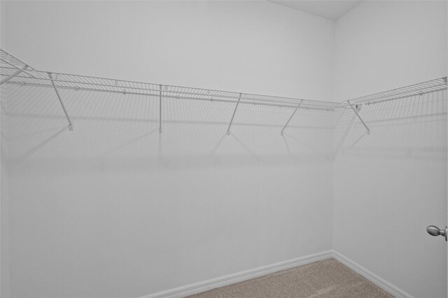 spacious closet featuring carpet