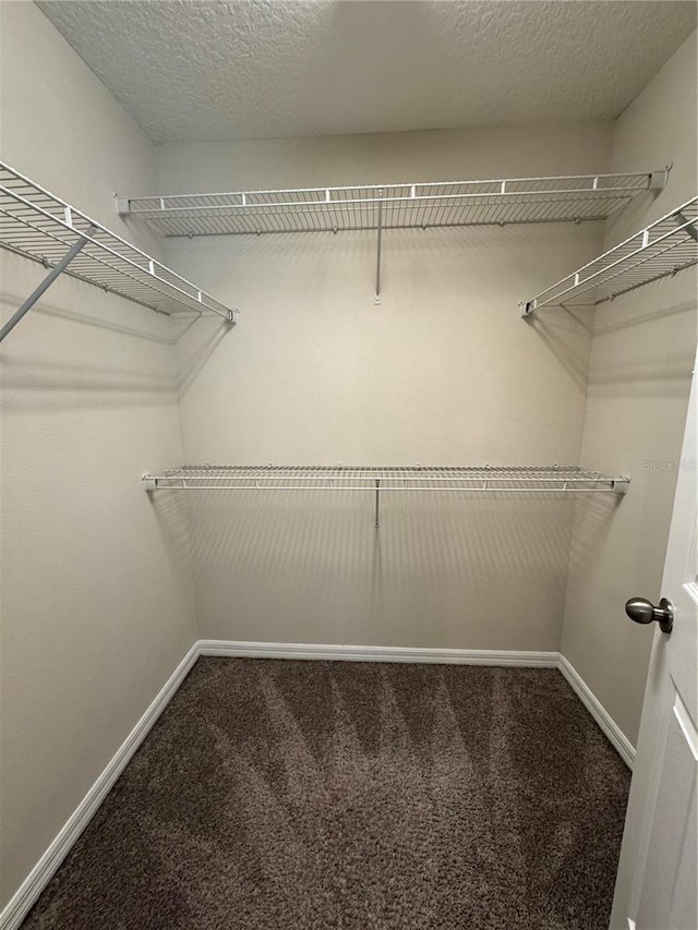 walk in closet featuring carpet