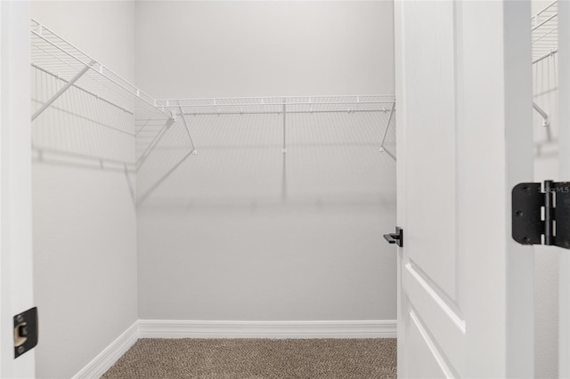 walk in closet featuring carpet floors