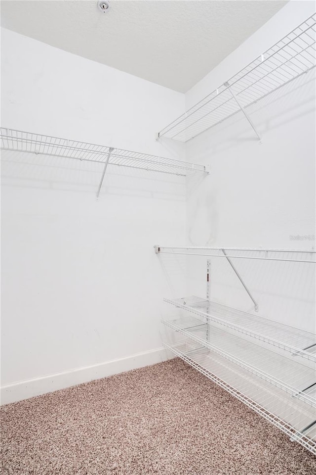 walk in closet featuring carpet floors