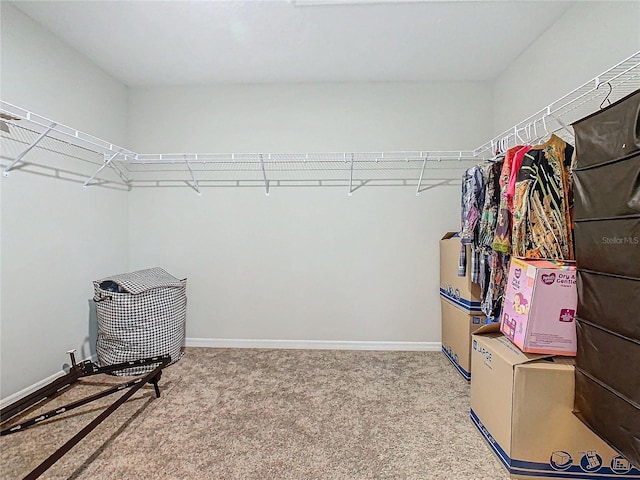 spacious closet featuring carpet flooring