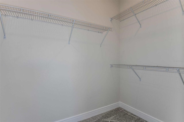 walk in closet with carpet flooring