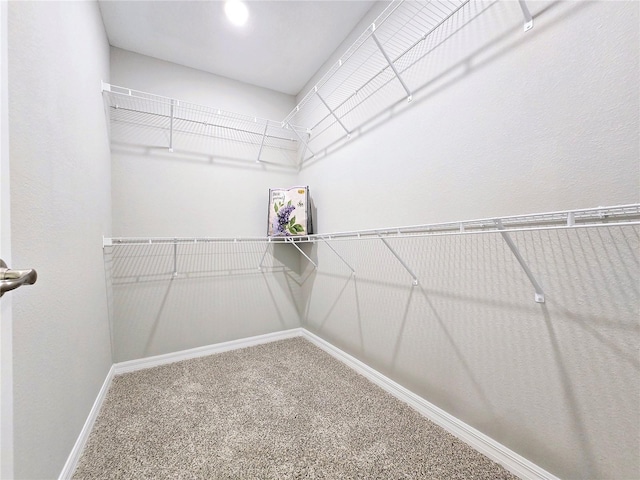 spacious closet featuring carpet