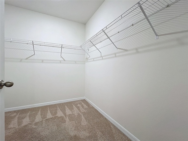 spacious closet featuring carpet