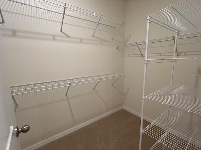 walk in closet with carpet flooring