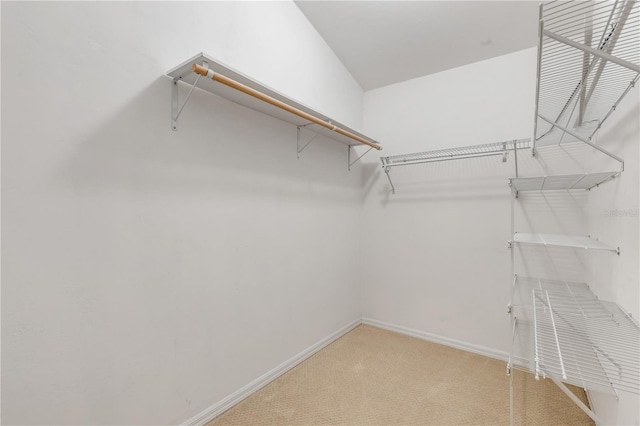 spacious closet featuring carpet flooring