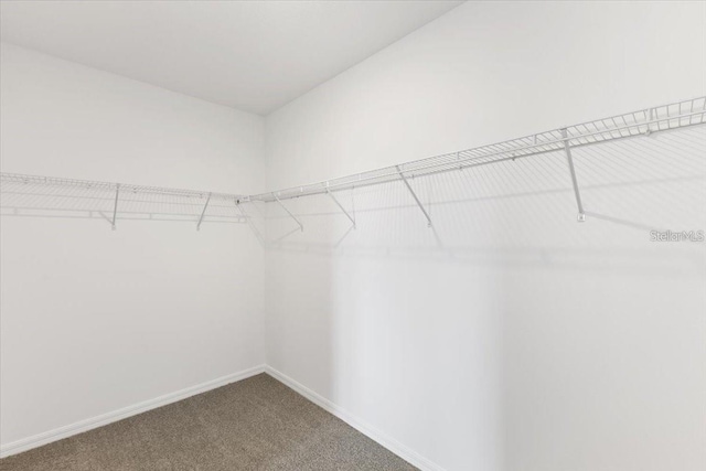 walk in closet with carpet