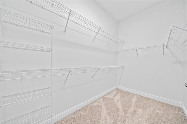 spacious closet with carpet