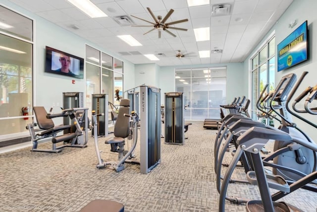 gym with a paneled ceiling, ceiling fan, and carpet