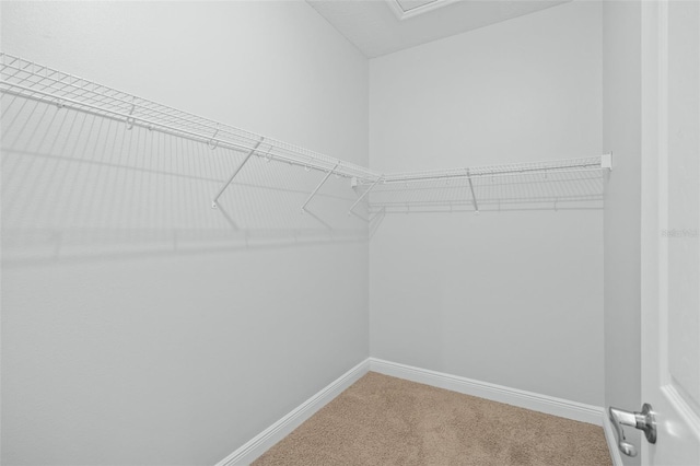 walk in closet with carpet floors