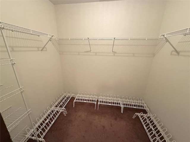 spacious closet with carpet floors