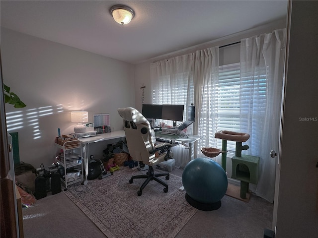 office area featuring carpet flooring