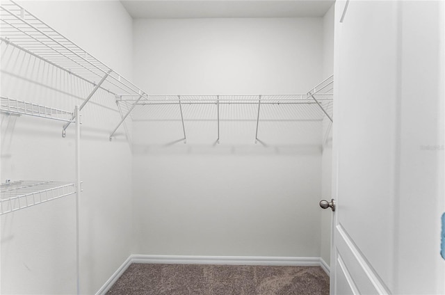 spacious closet with carpet floors