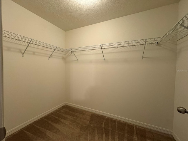 walk in closet featuring carpet floors