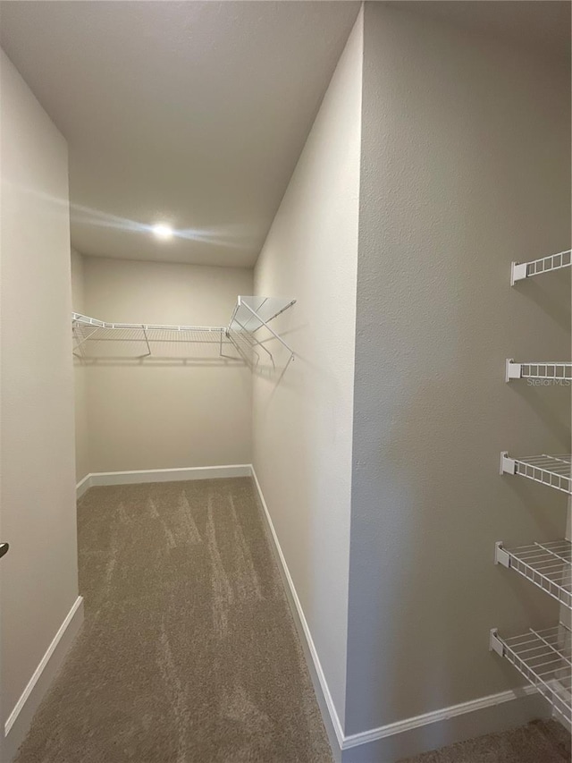 spacious closet featuring carpet