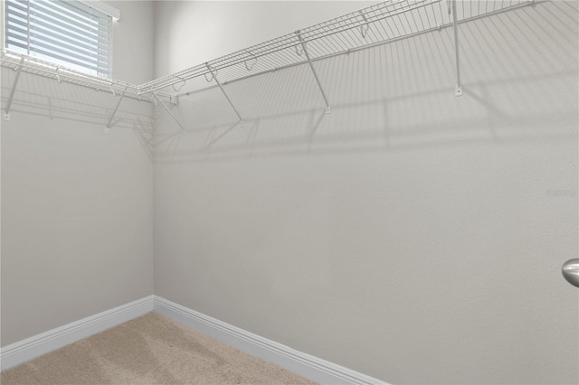 walk in closet with carpet