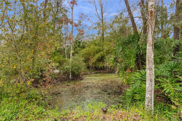 view of local wilderness