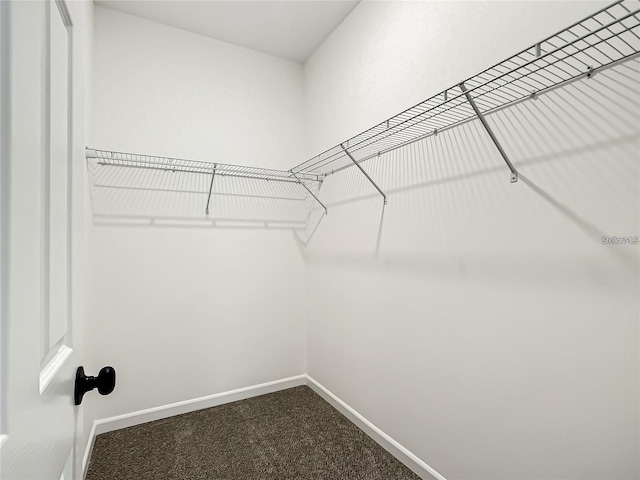 spacious closet with carpet