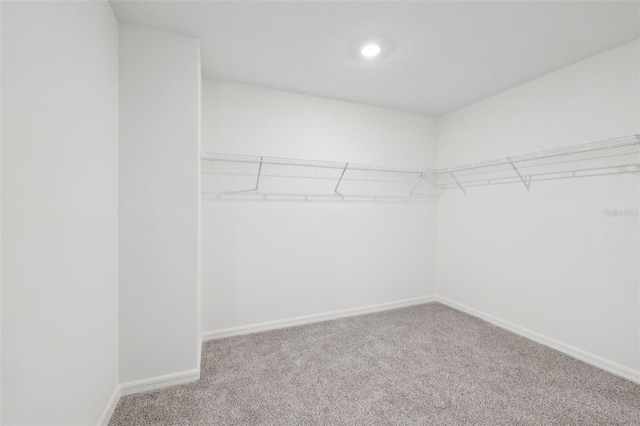 walk in closet featuring carpet floors