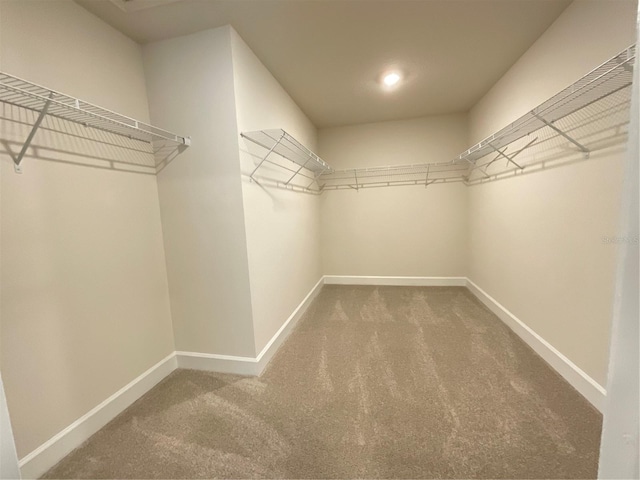 spacious closet featuring carpet floors
