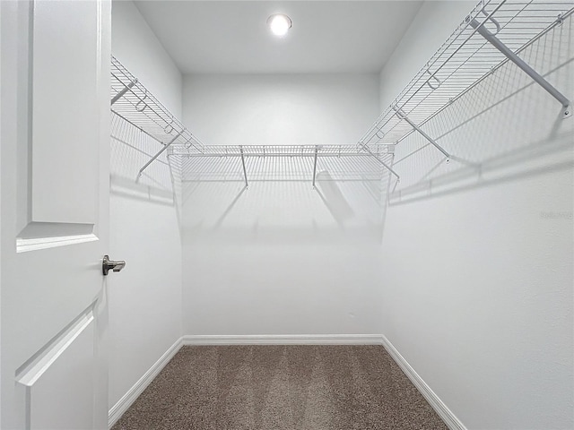 walk in closet featuring carpet floors