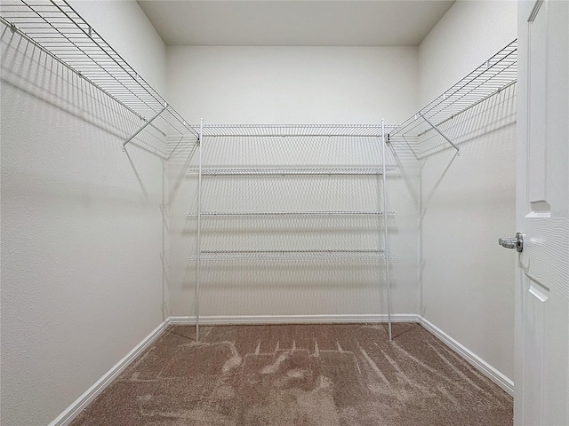 spacious closet featuring carpet flooring