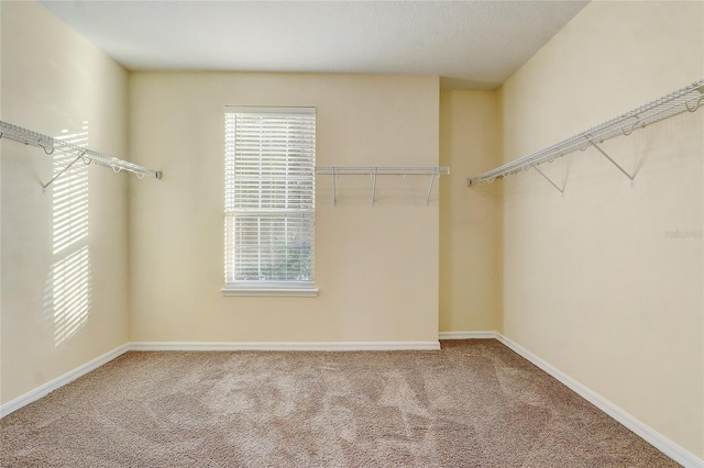 spacious closet with carpet floors