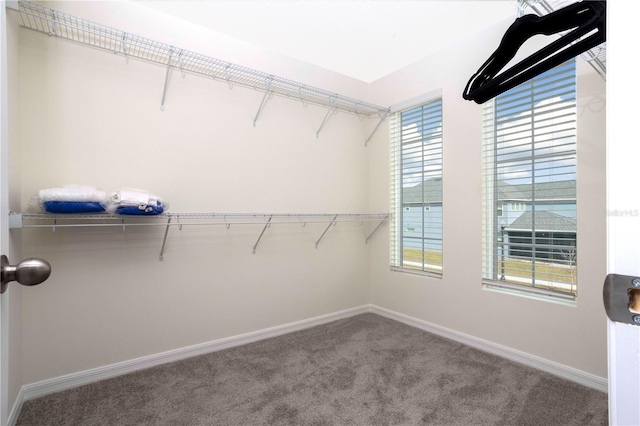 spacious closet featuring carpet flooring