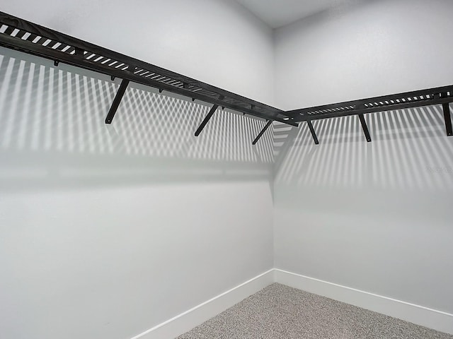 spacious closet featuring carpet flooring