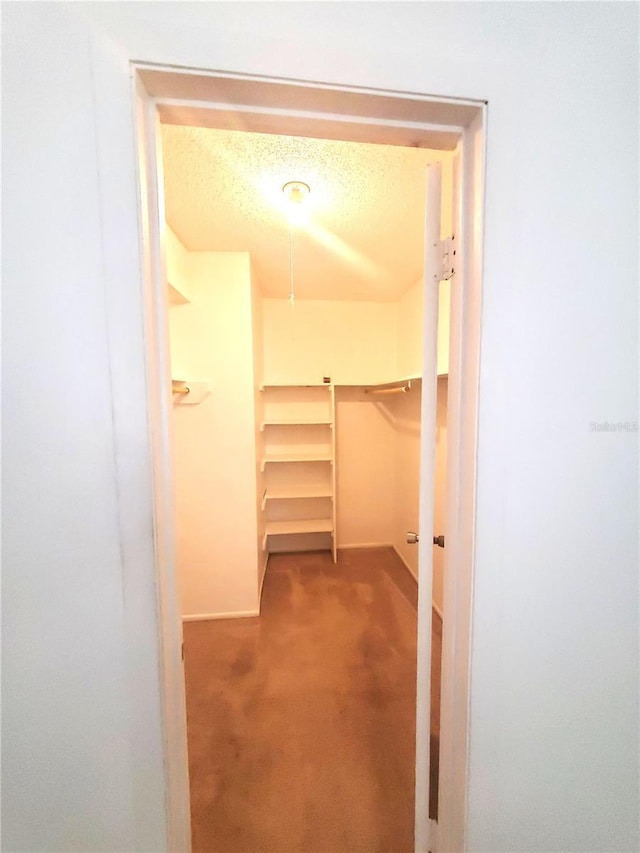 walk in closet with carpet floors