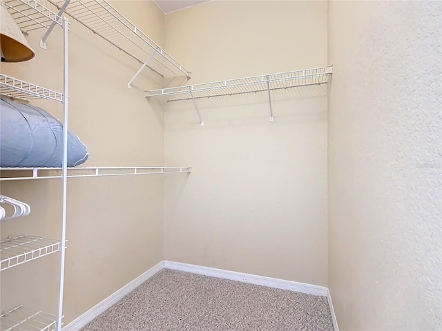 spacious closet featuring carpet