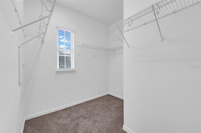 spacious closet with carpet flooring