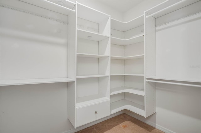 spacious closet with carpet