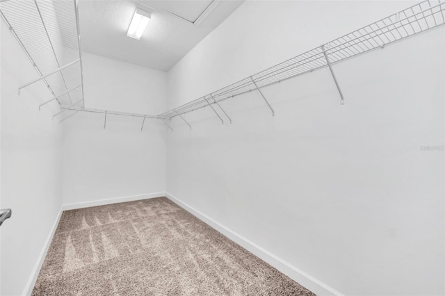 walk in closet featuring carpet flooring