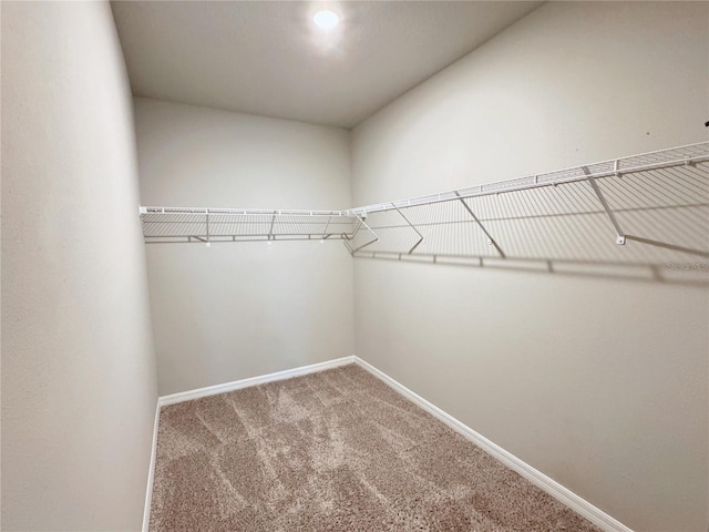 spacious closet featuring carpet floors